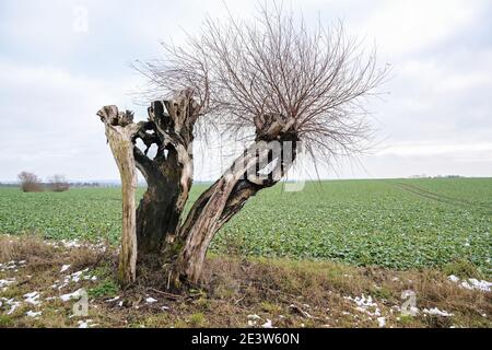 Mezzo morto pollard salice albero dopo un fulmine attacco tuttavia continua a crescere al bordo del campo al bordo del campo, persistenza i Foto Stock