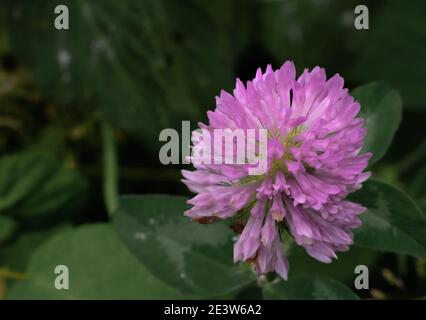 Bel fiore rosa. Il piccolo corno come i fiori costituiscono il fiore, il centro è illuminato di nero in modo da assomiglia esso è incandescente. Foto Stock