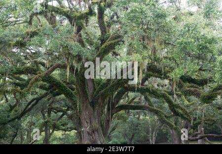 L'antico e massiccio albero, elegantemente drappeggiato con muschio spagnolo, è una spettacolare bellezza naturale sull'isola di Avery, in Louisiana Foto Stock