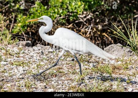 Grande ecret bianco a piedi in J.N. 'Ding' Darling National Wildlife Refuge, Florida, USA Foto Stock