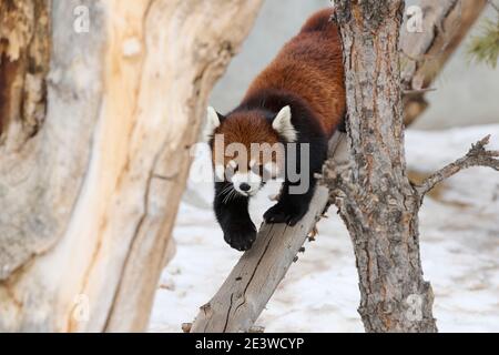 Red Panda (Ailurus Fulgens), Calgary, Calgary Zoo, Alberta, Canada Foto Stock