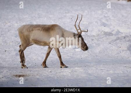 Caribou, renna (tarandus di Rangifer), Calgary, Zoo di Calgary, Alberta, Canada Foto Stock