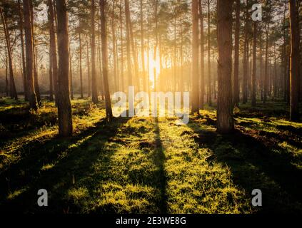 luce forestale 1 Foto Stock