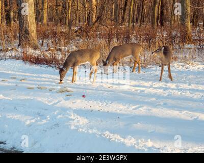 Cervi dalla coda bianca che mangiano pane alimentato illegalmente a loro, che può influenzare negativamente la loro salute. Cook County, Illinois. Foto Stock