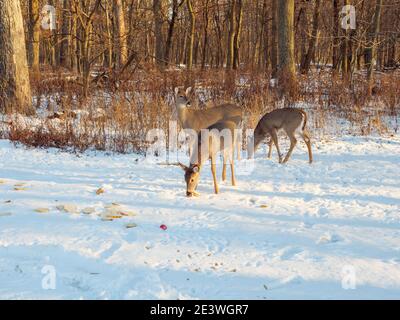 Cervi dalla coda bianca che mangiano pane alimentato illegalmente a loro, che può influenzare negativamente la loro salute. Cook County, Illinois. Foto Stock