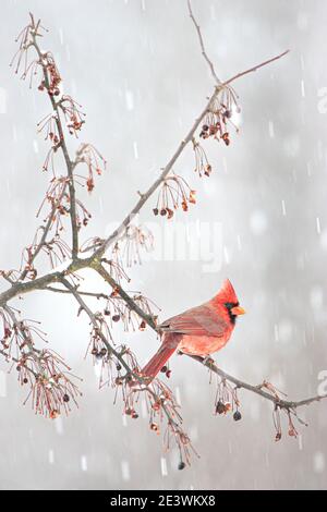 Maschio Cardinale del Nord (Cardinalis cardinalis) in tempesta di neve Foto Stock