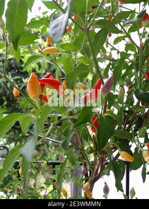 Uccelli il peperoncino oculare in varie fasi di maturazione Foto Stock