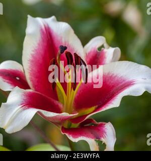 'Giardino piacere' Oriental ibrido, Orientlilja (Lilium ibrido). Foto Stock