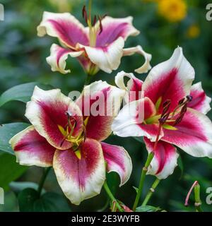 'Giardino piacere' Oriental ibrido, Orientlilja (Lilium ibrido). Foto Stock