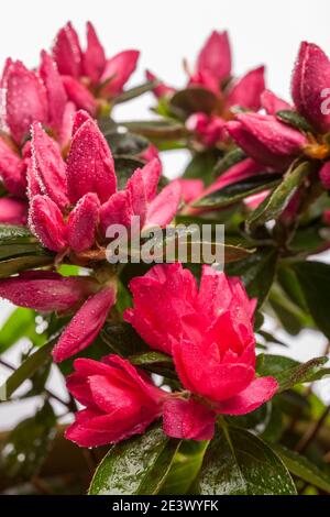 Azalea, Fönsterazalea (Rhododendron simsii) Foto Stock