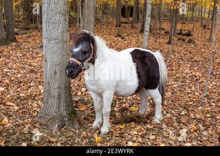 Un pony sorge tra gli alberi in una foresta vicino Spencerville, Indiana, USA. Foto Stock