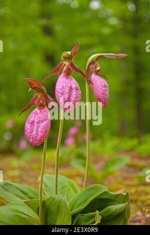 Pink Lady Slipper orchidee (cipripedio acaule) fiori in habitat naturale in Pennsylvania. Foto Stock