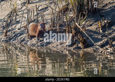 Sullivan'S Island, Carolina del Sud, Stati Uniti. 14 gennaio 2021. Un mink pesca nelle paludi saline lungo il corso d'acqua intracoastal della Carolina del Sud a Sunset.Minks può contrarre e trasmettere Covid-19 da e per gli esseri umani e l'uno l'altro. In novembre, l'Organizzazione mondiale della sanità ha riferito di aver scoperto una variante unica del coronavirus in Danimarca che sembra essersi mutato in mink prima di passare agli esseri umani. Credit: Kit Macavoy/SOPA Images/ZUMA Wire/Alamy Live News Foto Stock