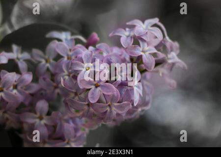 Diverse immagini di fiori presi da diversi photoshoots ho fatto in passato. Foto Stock