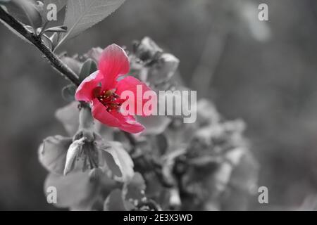 Diverse immagini di fiori presi da diversi photoshoots ho fatto in passato. Foto Stock