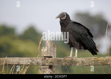 Avvoltoio nero (Coragyps atratus), arroccato su una recinzione in terreni agricoli, vicino a Puerto Varas, Los Lagos Regione, Sud Cile 10 gennaio 2016 Foto Stock