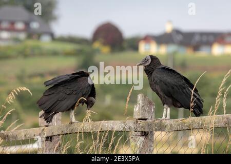 Avvoltoi neri (Coragyps atratus), arroccati su una recinzione in terreni agricoli, vicino a Puerto Varas, Los Lagos Regione, Cile del Sud 10 gennaio 2016 Foto Stock