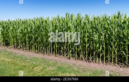 Bordo di un campo con piante di mais alte Foto Stock