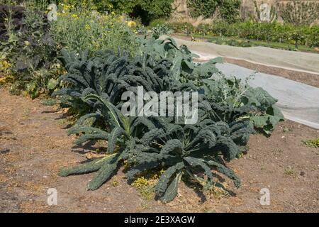 Home Grown biologico Cavolo Nero Kale (Brassica oleracea 'Acephala Group') crescere in un Allootment in un orto in Rural West Sussex, Inghilterra Foto Stock