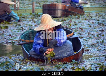 Le Signore raccolgono a mano il famoso Nan Hu ling, le castagne d'acqua coltivate sul lago storico dove il partito comunista cinese si è riunito per la prima volta nel 1921.Ott 2020 Foto Stock