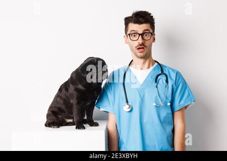 Bel veterinario medico fissando a macchina fotografica sorpreso, piccolo cane nero pug seduta e in attesa di esame in clinica di veterinario, sfondo bianco Foto Stock