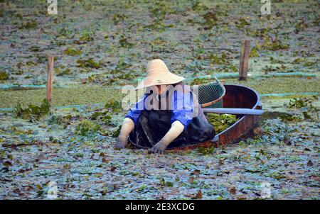 La signora raccoglie le castagne d'acqua sul lago meridionale di Jiaxings in una barca tradizionale. Immagine senza tempo di questa vecchia raccolta scene.Ott 2020 Foto Stock