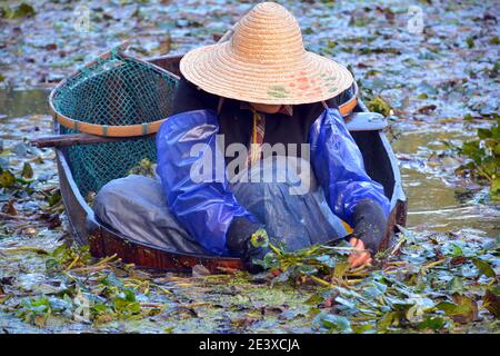 La signora raccoglie le castagne d'acqua sul lago meridionale di Jiaxings in una barca tradizionale. Immagine senza tempo di questa vecchia raccolta scene.Ott 2020 Foto Stock