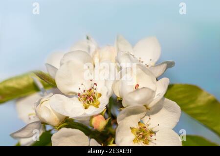 Fiori di mela bianchi bagnati da gocce di pioggia. Splendido sfondo primaverile Foto Stock