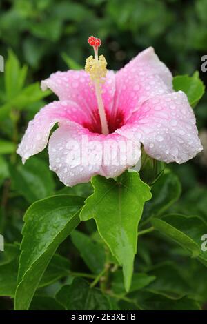 Hibiscus cinese Hibiscus rosa-sinensis - coperto di gocce di pioggia Foto Stock