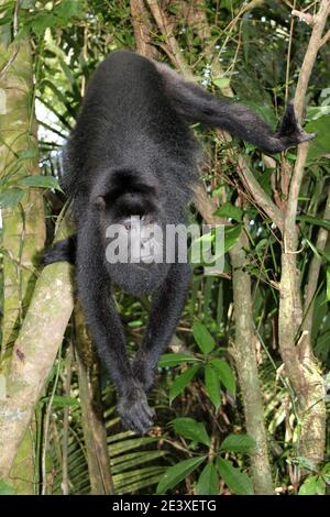 Nero dello Yucatan scimmia urlatrice Alouatta pigra Foto Stock