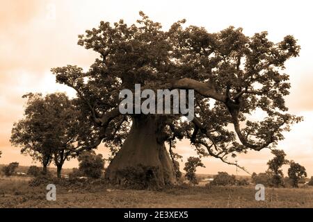 Albero Baobab africano - Adansonia digitata Foto Stock