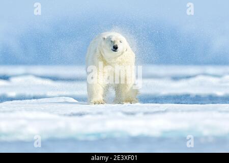 Orso polare sul ghiaccio. Due orsi amano sulla deriva ghiaccio con neve, animali bianchi in habitat naturale, Svalbard, Norvegia. Animali che giocano nella neve, Arctic wi Foto Stock