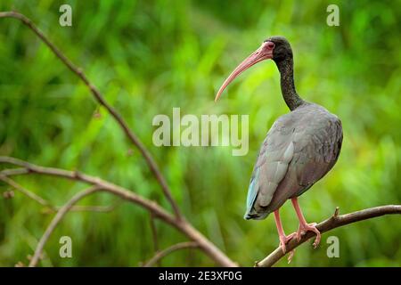 Sussurrando Ibis, Phimosus infuscatus, uccello scuro seduto sul ramo in habitat naturale, Santuario de Fauna, Colombia. Uccello nero con bolletta rossa nel Foto Stock