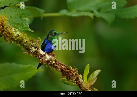 Humminbird frm Colombia nel fiore fiorito, Colombia, fauna selvatica dalla giungla tropicale. Scena della fauna selvatica dalla natura. Colibrì con fiore rosa, in flig Foto Stock