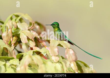 Sylph a coda lunga che mangia nettare da fiore bello in Ecuador. Uccello succhiare nettare da fiore. Scena della fauna selvatica dalla foresta tropicale. Coda lunga Foto Stock