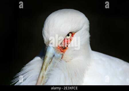 Maguari Stork, Ciconia maguari, ritratto di dettaglio di uccello bianco. Fauna selvatica scena animale dalla natura. Birdwatching in Cile, Sud America. Uccello con rosso Foto Stock