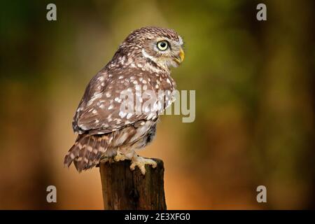 Gufo nascosto nel buco del nido d'albero nella foresta. Little Owl, Athene noctua, uccello nell'habitat naturale, con occhi gialli, Germania. Fauna selvatica scena da natu Foto Stock