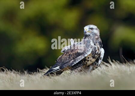Buzzard nella foresta. Autunno fauna selvatica uccello di preda Poiana a zampe, Buteo lagopus, seduto sul ramo conifero dell'abete rosso. Scena di fauna selvatica da Foto Stock