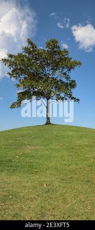 Albero su una piccola collina Foto Stock