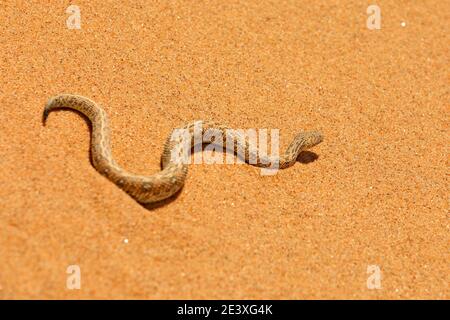 Bitis peringueyi, la sommaria di Péringuey, serpente veleno dal deserto di sabbia della Namibia. Piccola vipera nell'habitat naturale, Namib-Naukluft Parco in Africa. Fauna selvatica Foto Stock