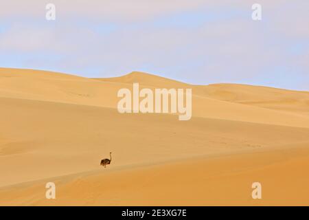 Struzzo nell'habitat di dune di sabbia con cielo blu. Struzzo comune, Struthio camelus, grande uccello che alimenta erba verde in savana, Namib NP, Namibia in Afric Foto Stock