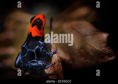 Ranitomeya benedicta, la rana di freccette del Beato veleno nell'habitat naturale della foresta. Dendrobates rana di pericolo dal Perù centrale e dal Brasile. Bella blu e. Foto Stock