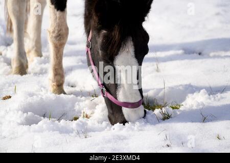 Cavalli in inverno nel paddock quando la neve coperta È chiuso foraging in Baviera Foto Stock