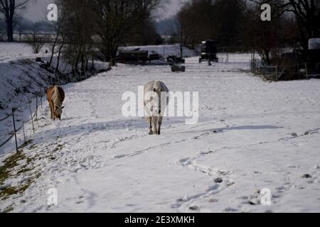 Cavalli in inverno nel paddock quando la neve coperta È chiuso foraging in Baviera Foto Stock