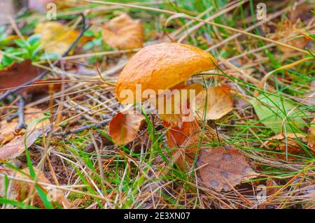 Un bel larice bolete, Suillus grevillei, nella foresta d'autunno Foto Stock