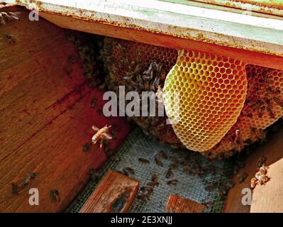 alveare produttivo con nido d'api da allevamento, insetti da riproduzione per la produzione di miele Foto Stock