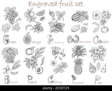 Illustrazione vettoriale disegnata a mano, linea d'arte bianca e nera, alimentazione sana, concetto vegano e vegetariano. Illustrazione Vettoriale