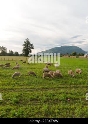 Pecore al pascolo nei campi di Los Rios Regione, Valdivia zona, nel sud del Cile, Araucania Paesi andini. Foto Stock