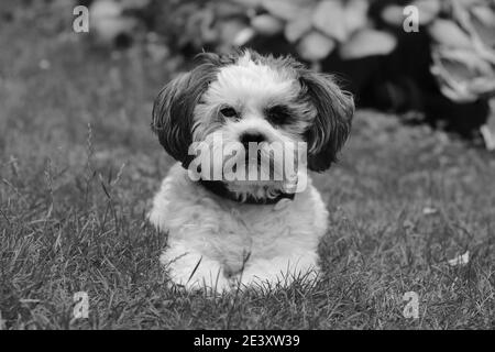 ritratto di cane sdraiato sul prato Foto Stock