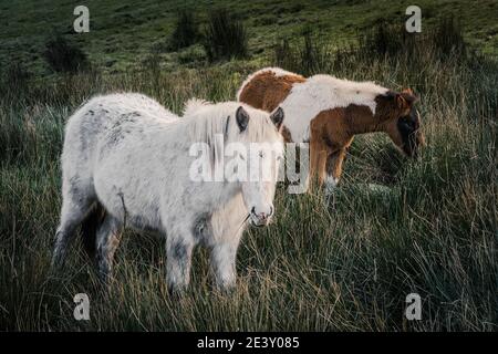 Iconici pony di Bodmin selvaggi che pascolano sulla brughiera di Bodmin in Cornovaglia. Foto Stock